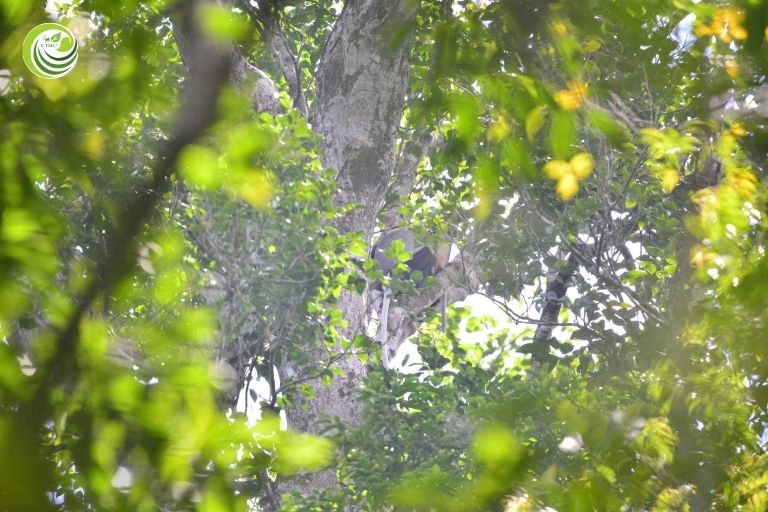 Hình: Chà vá chân đen được ghi nhận qua chuyến điều tra