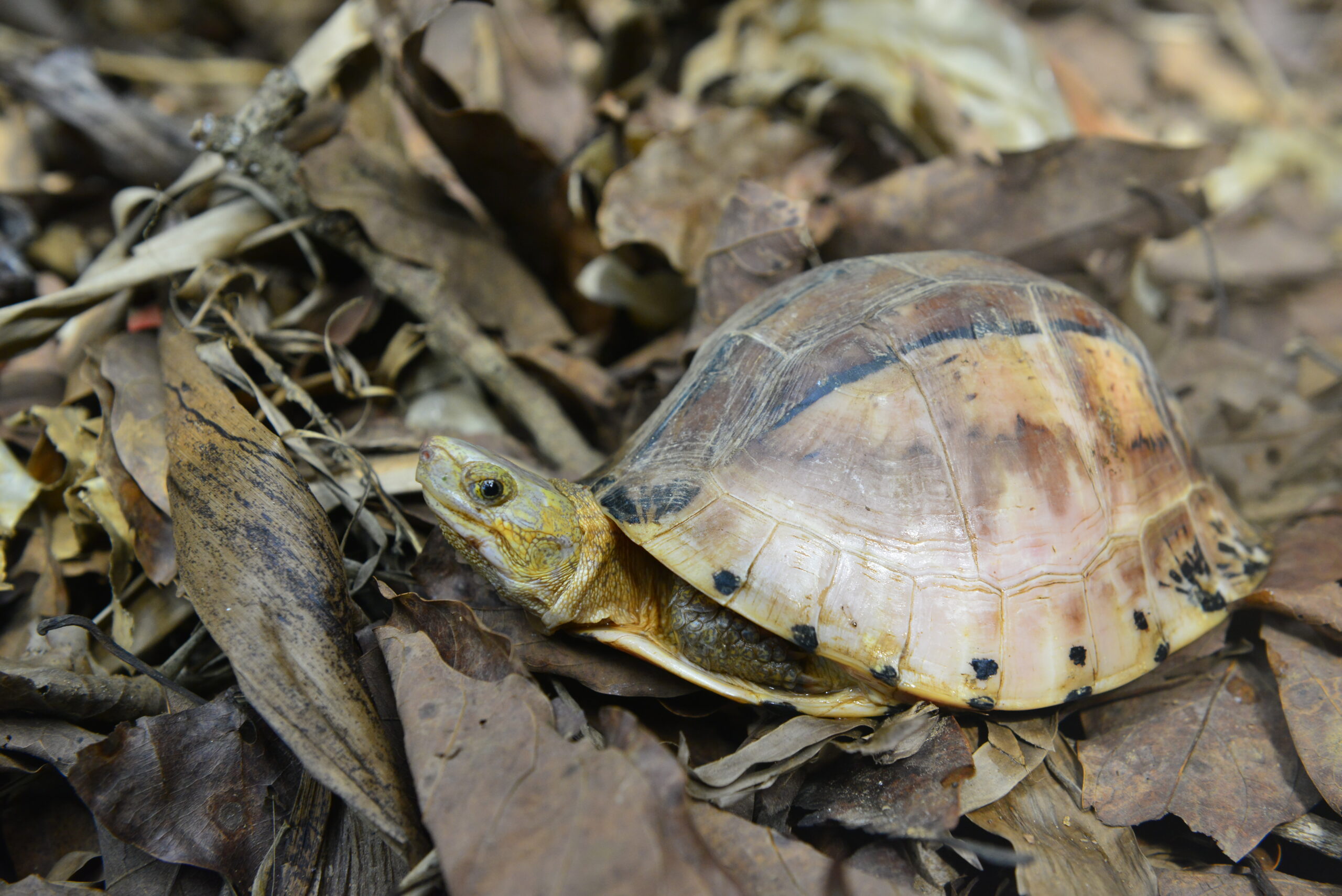 Southern Vietnamese box turtle (Cuora picturata)