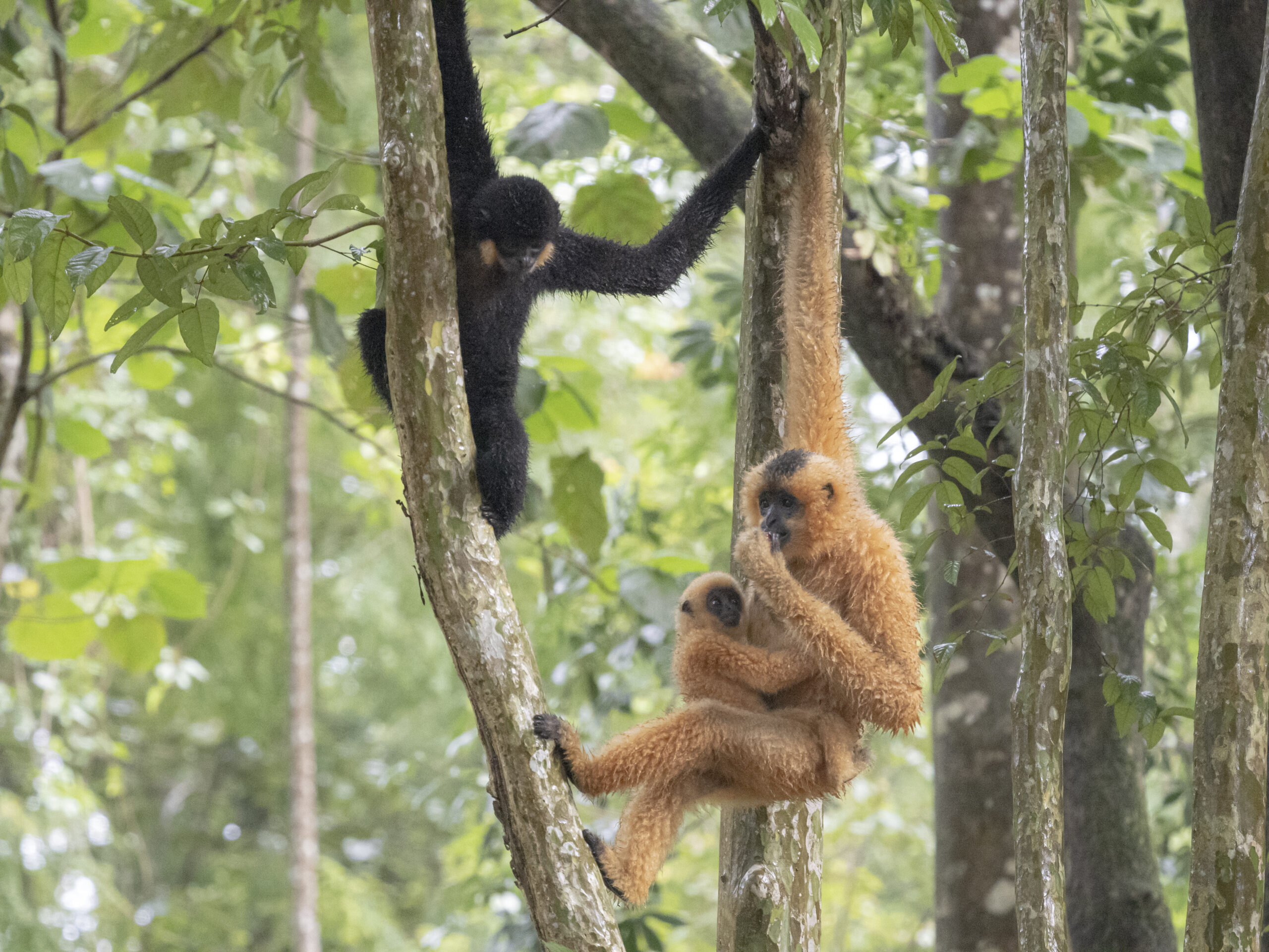 Southern yellow-cheeked gibbon (Nomascus gabriellae)