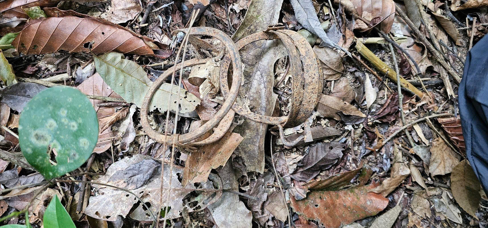 A snare trap found in the forest